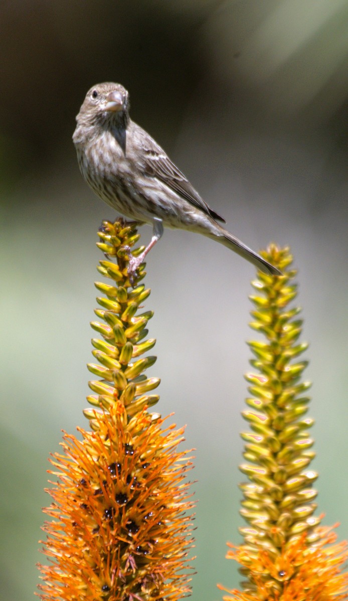 House Finch - ML615830701