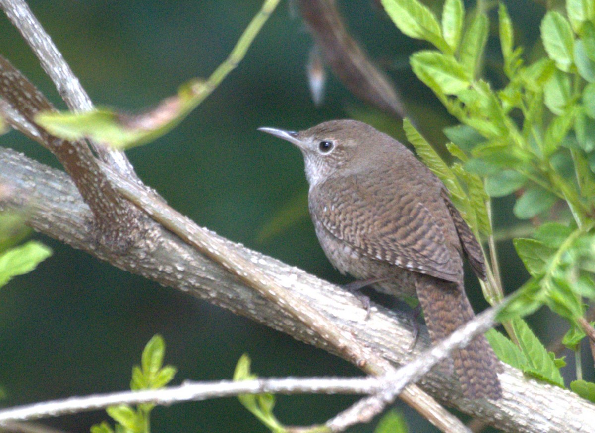 Chochín Criollo - ML615830704