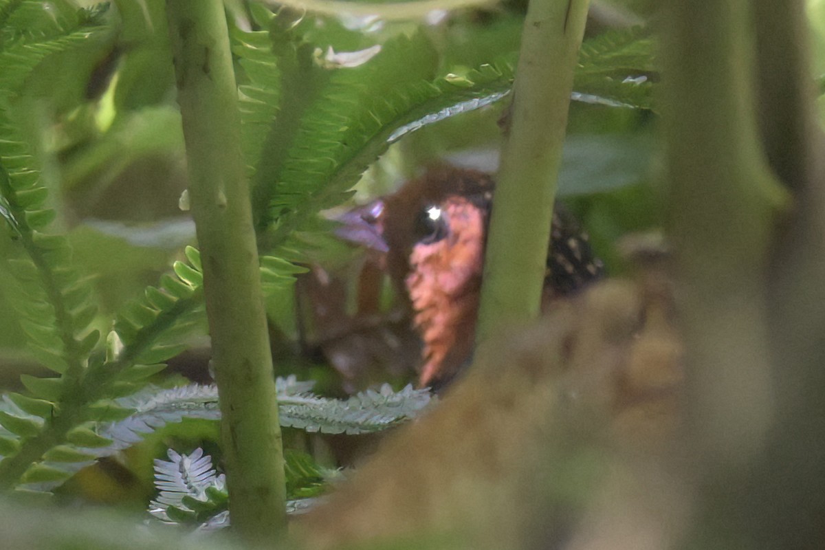 Ocellated Tapaculo - ML615830726