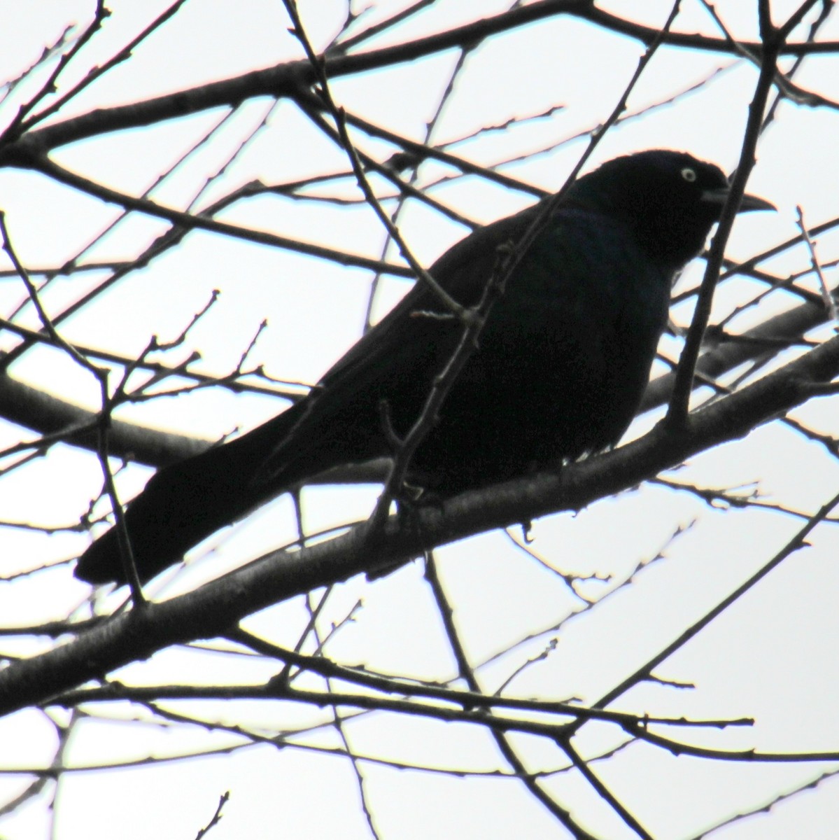 Common Grackle (Bronzed) - ML615830777