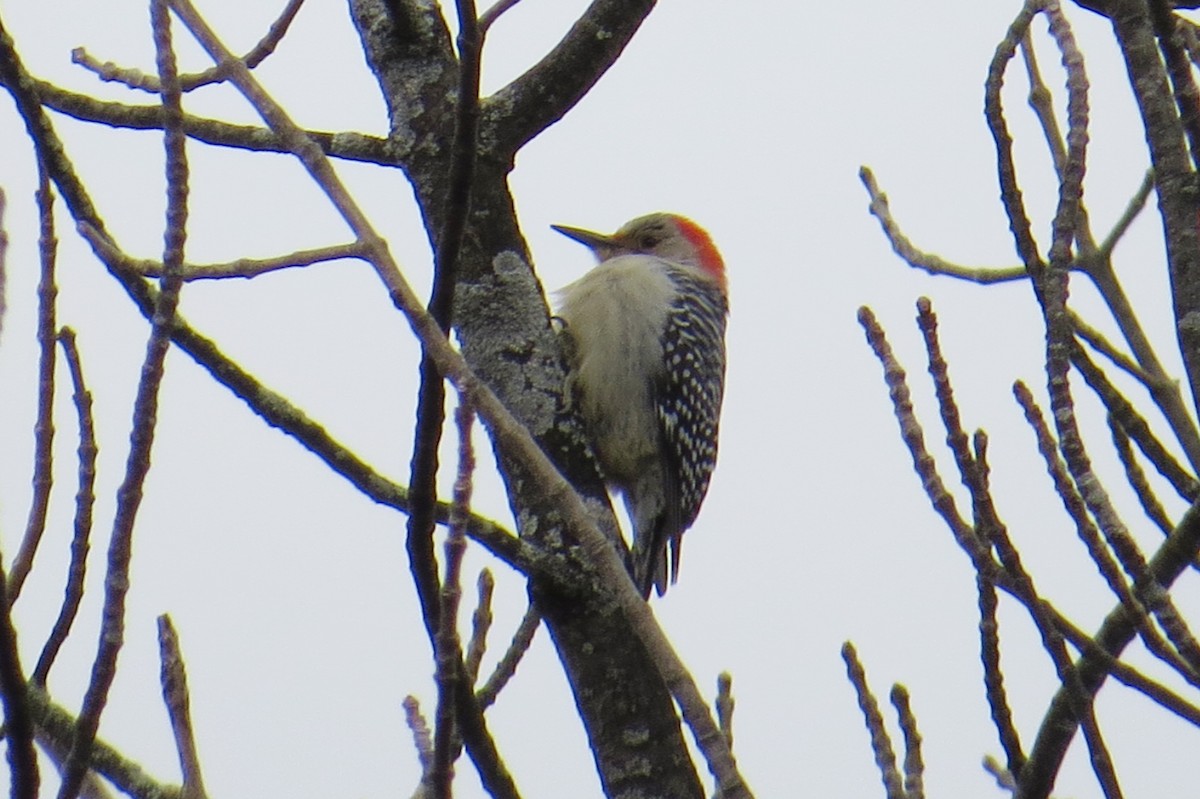 Red-bellied Woodpecker - ML615830800