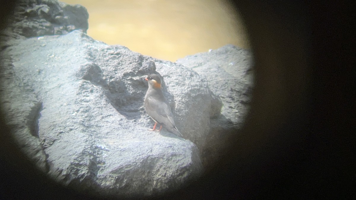 Rock Pratincole - ML615830812