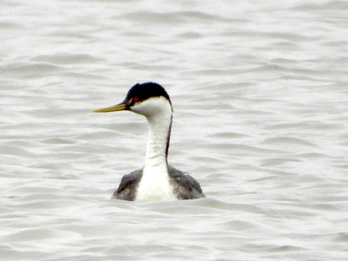 Western Grebe - ML615830896
