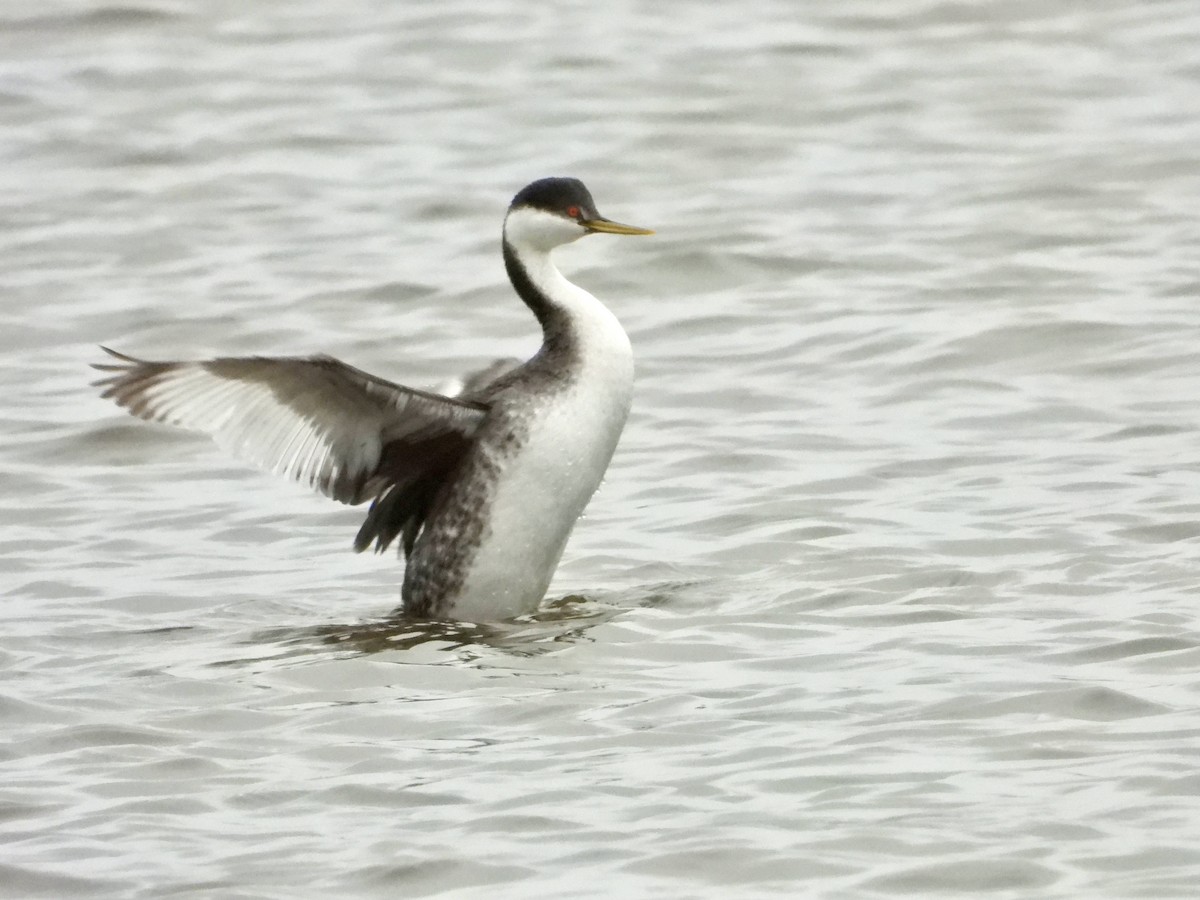 Western Grebe - ML615830897