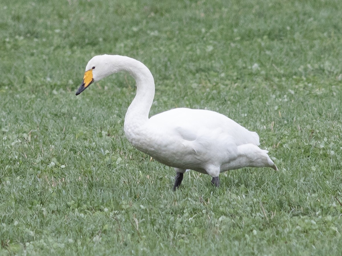 Whooper Swan - ML615830902