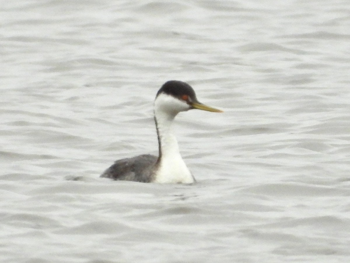 Western Grebe - ML615830920