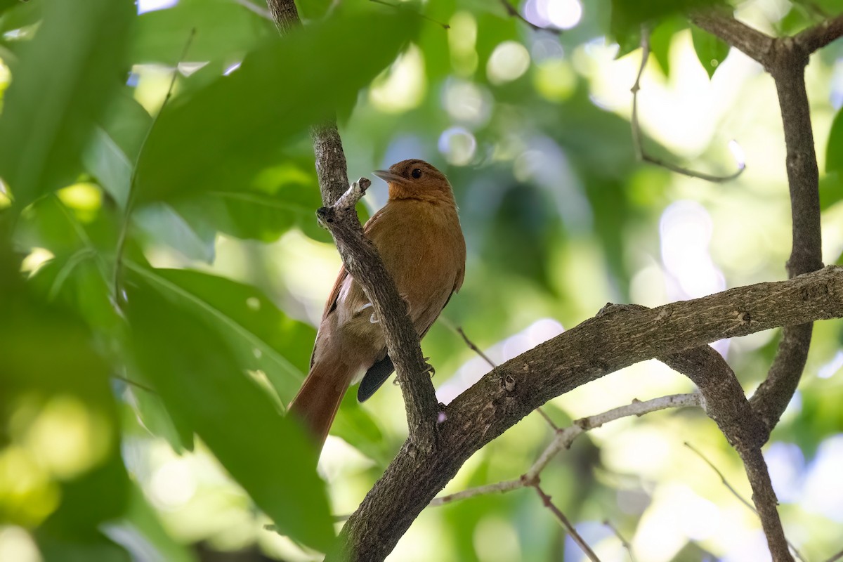 Buff-fronted Foliage-gleaner - ML615830930