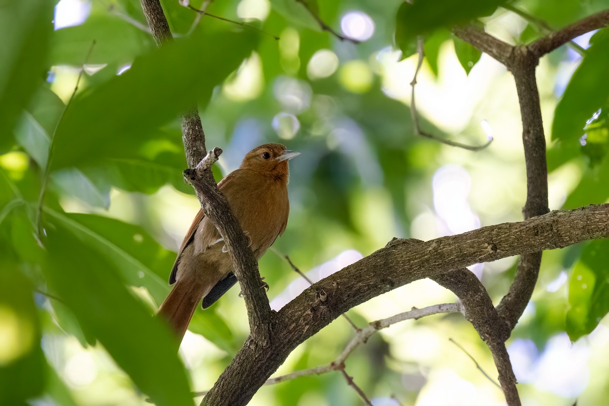 Buff-fronted Foliage-gleaner - ML615830932