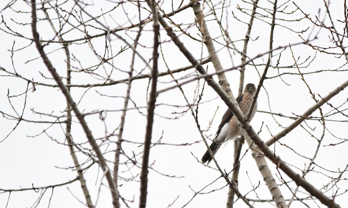 Cooper's Hawk - ML615830963