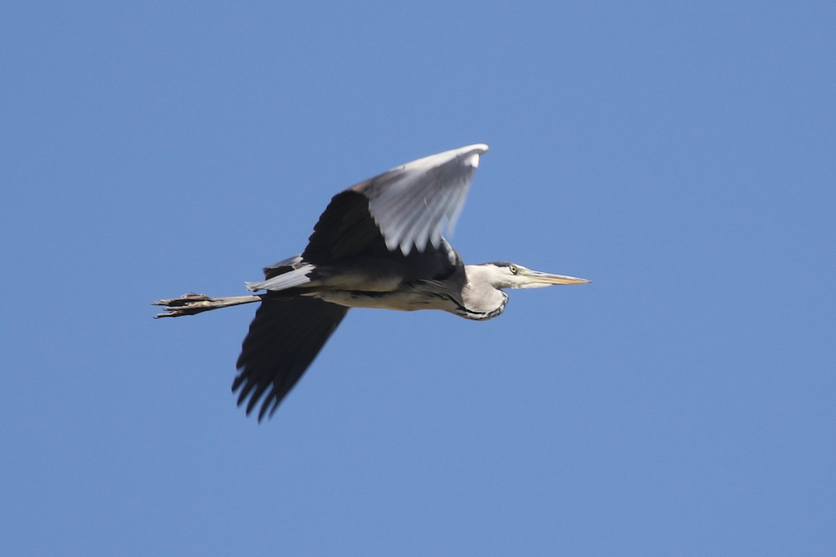 Gray Heron - Clyde Blum