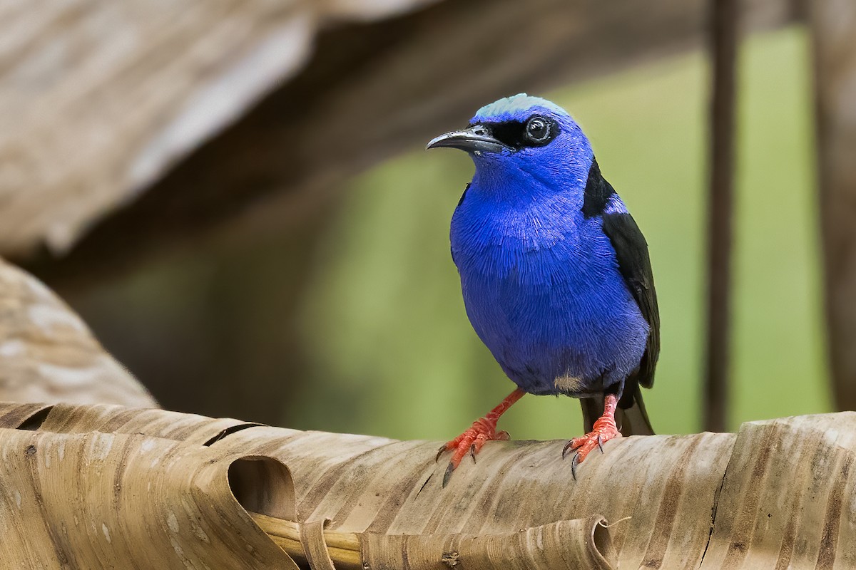 Red-legged Honeycreeper - Mike “Champ” Krzychylkiewicz