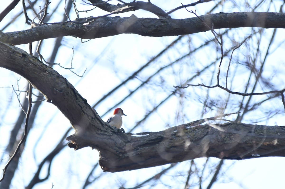 Red-bellied Woodpecker - Monique Maynard