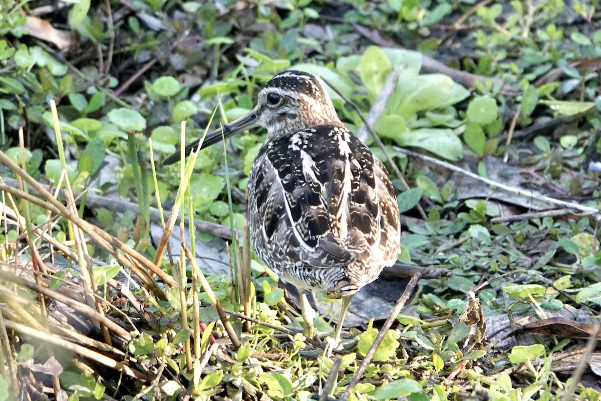 Wilson's Snipe - ML615831043