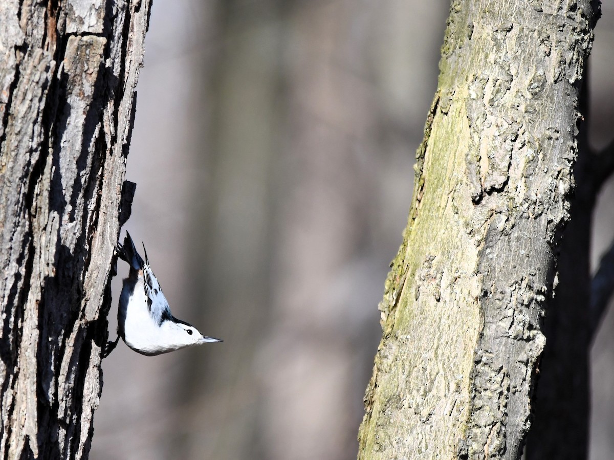 White-breasted Nuthatch - ML615831074