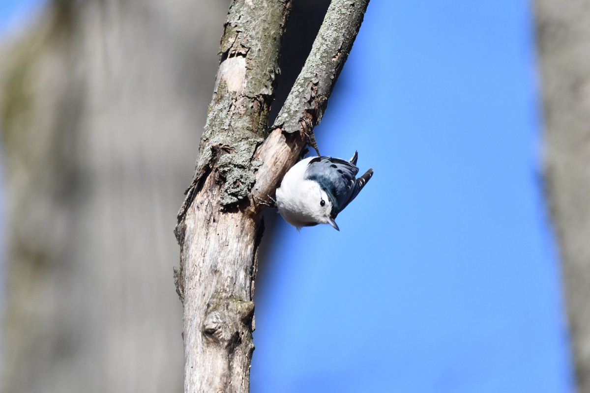 White-breasted Nuthatch - ML615831096