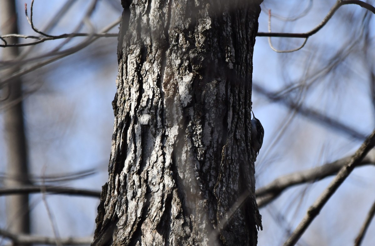 Brown Creeper - ML615831112