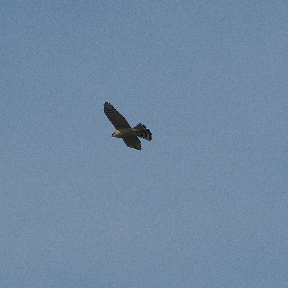 Sharp-shinned/Cooper's Hawk - ML615831126