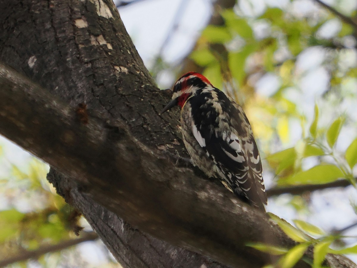 Red-naped Sapsucker - ML615831140