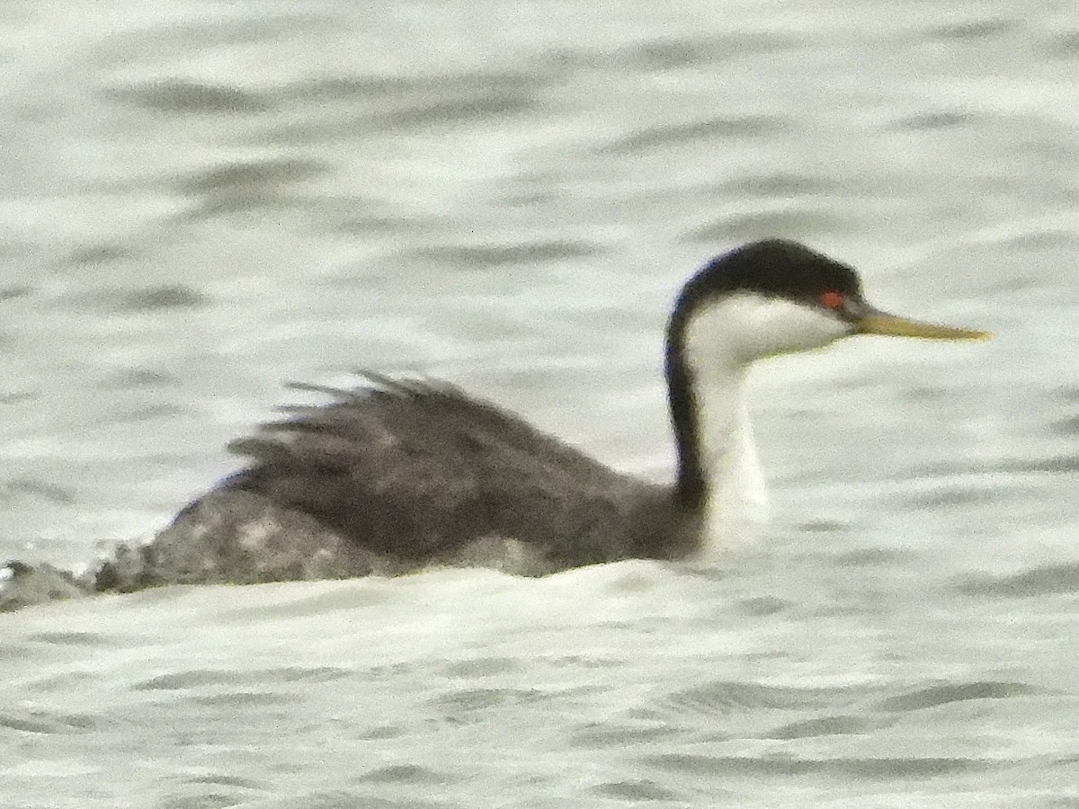 Western Grebe - ML615831159