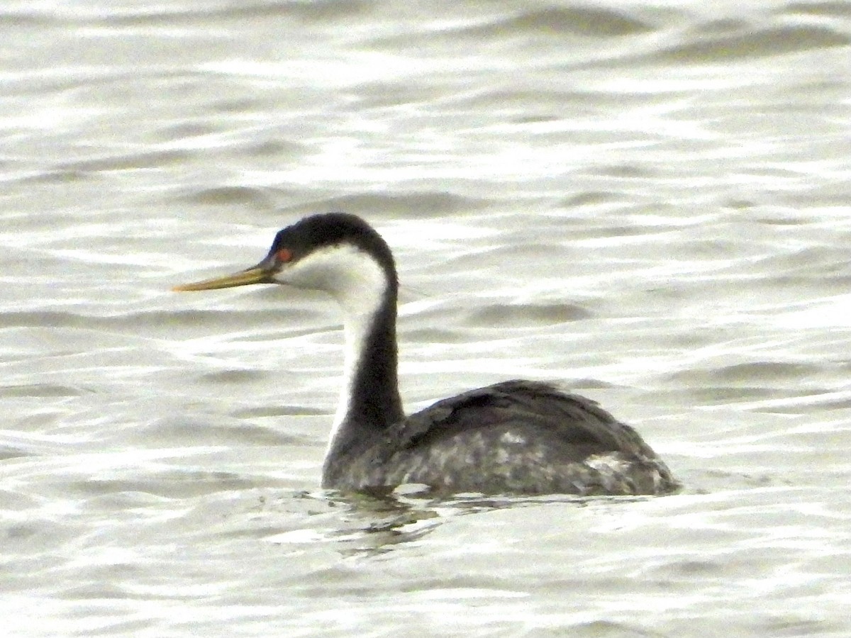 Western Grebe - ML615831160