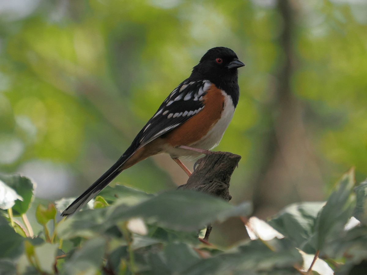 Spotted Towhee - ML615831173