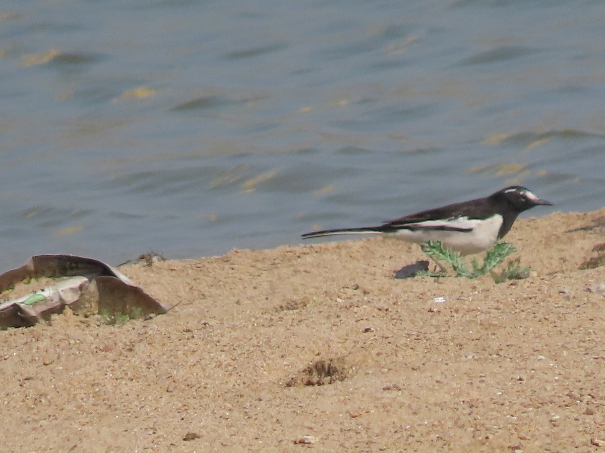 White-browed Wagtail - ML615831222