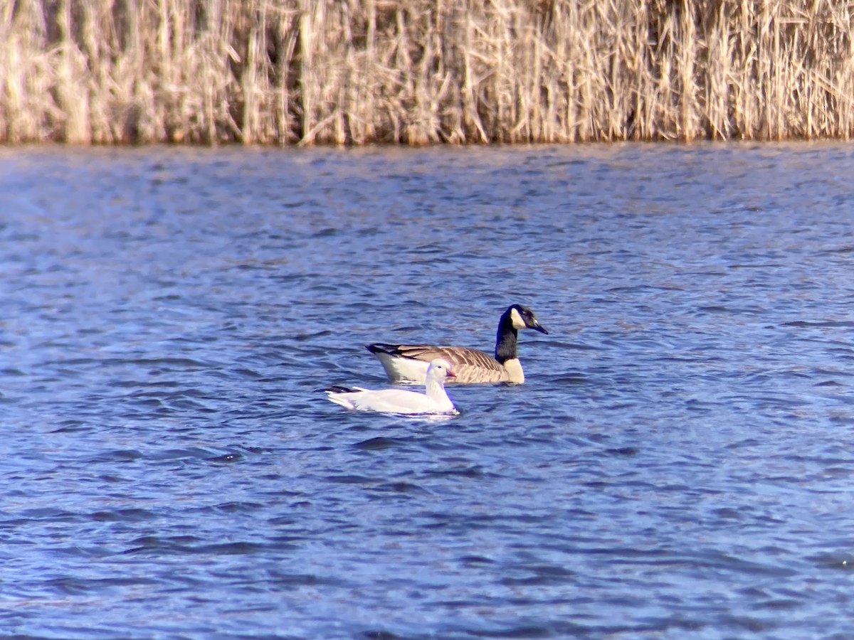 Snow x Ross's Goose (hybrid) - ML615831228