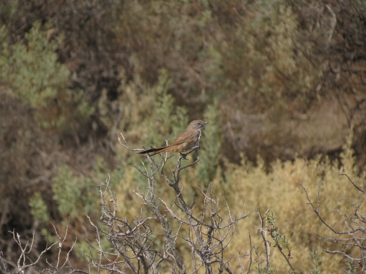 Canastero Patagón - ML615831232