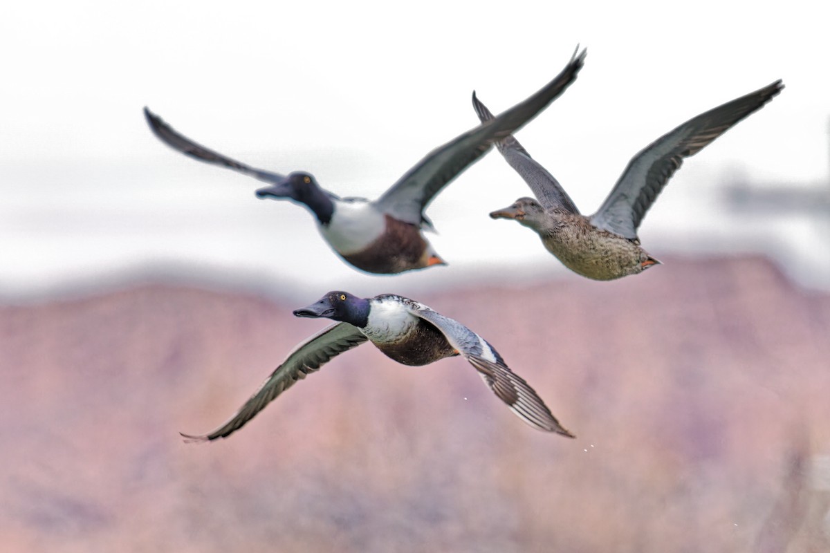 Northern Shoveler - ML615831248