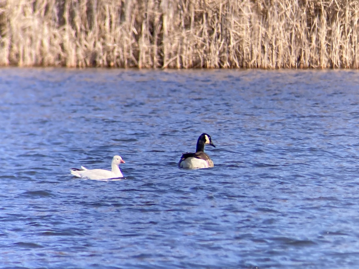 Snow x Ross's Goose (hybrid) - ML615831279