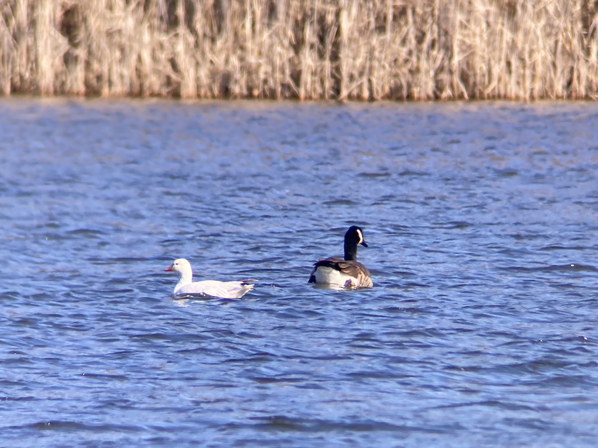 Snow x Ross's Goose (hybrid) - ML615831280