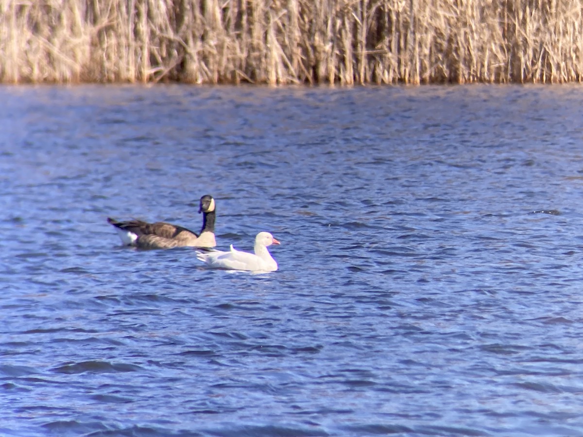 Snow x Ross's Goose (hybrid) - ML615831281