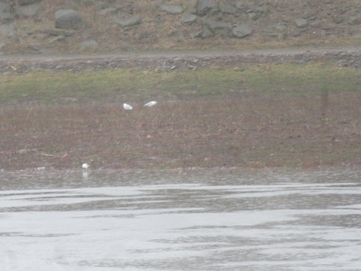 Ring-billed Gull - ML615831328