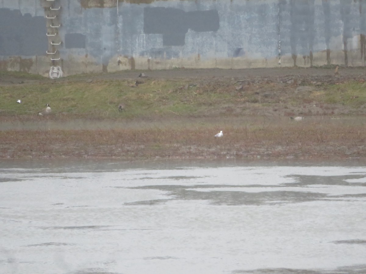 Ring-billed Gull - ML615831329