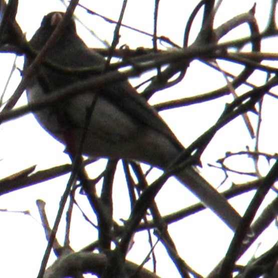 Dark-eyed Junco (Slate-colored) - ML615831333