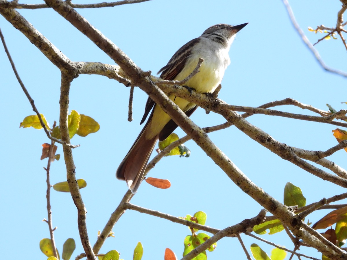 Brown-crested Flycatcher - ML615831356