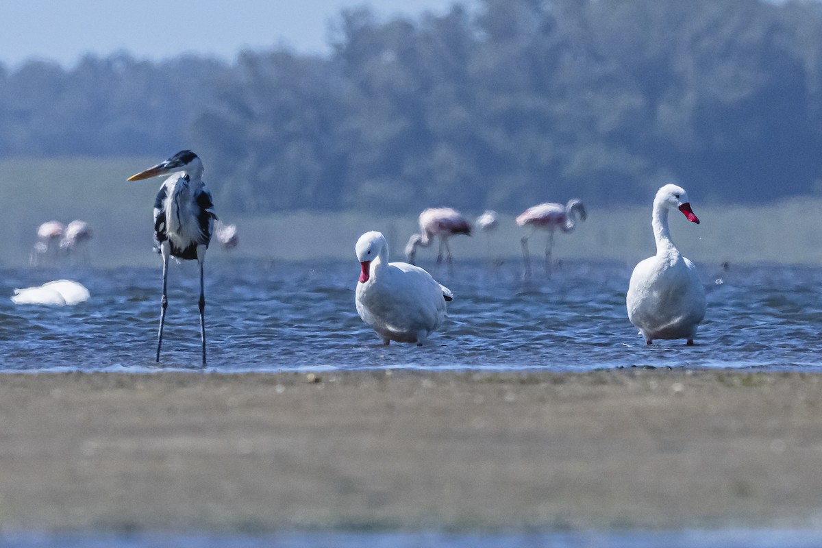 Coscoroba Swan - Amed Hernández