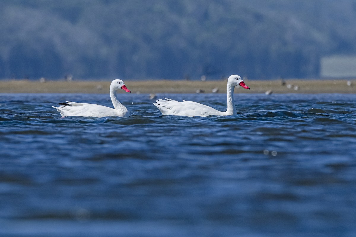 Coscoroba Swan - Amed Hernández