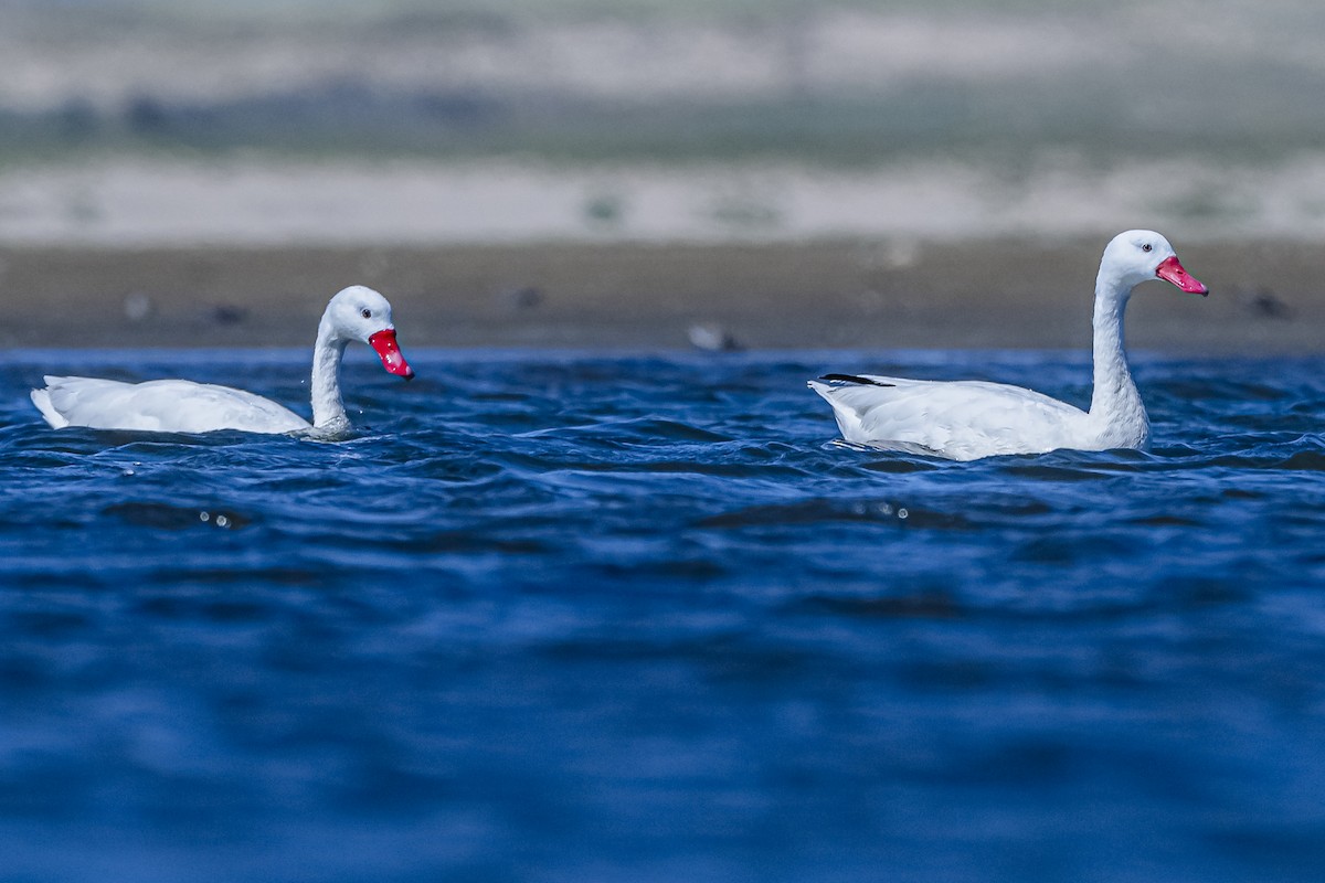 Coscoroba Swan - ML615831388