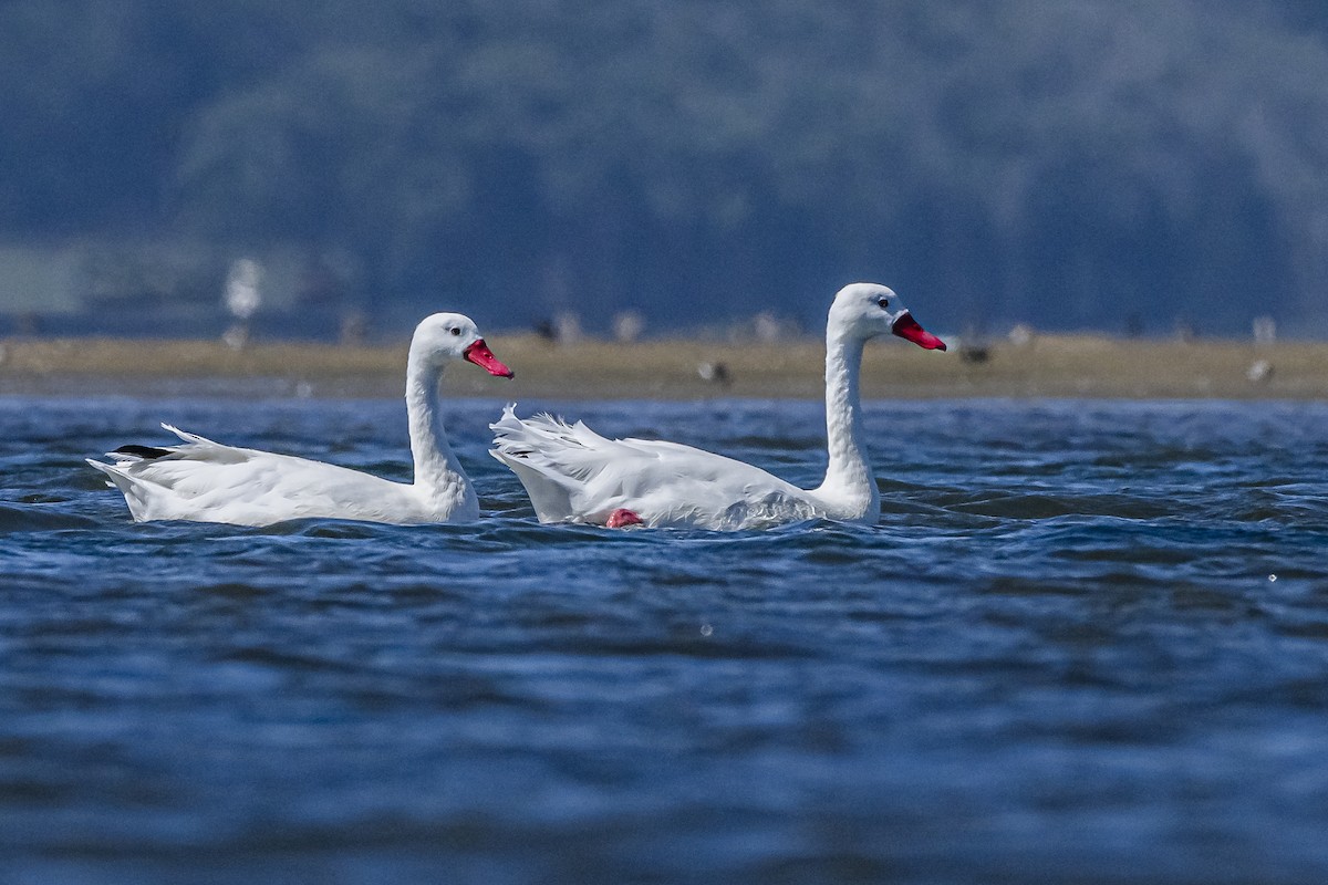 Coscoroba Swan - ML615831405