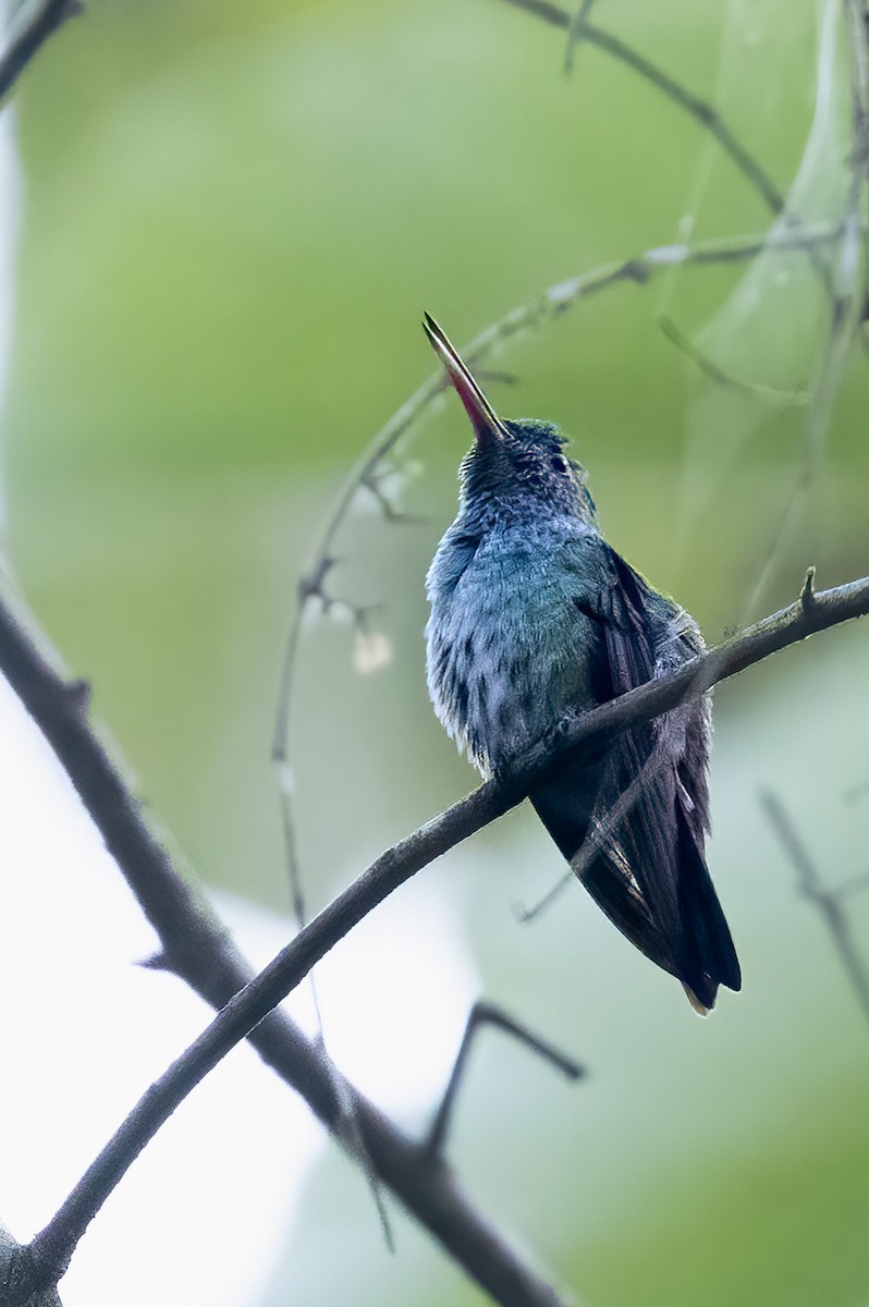 blåbrystkolibri - ML615831450