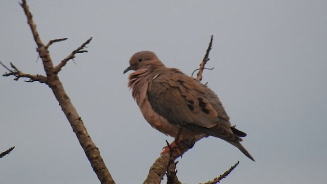 Eared Dove - ML615831452