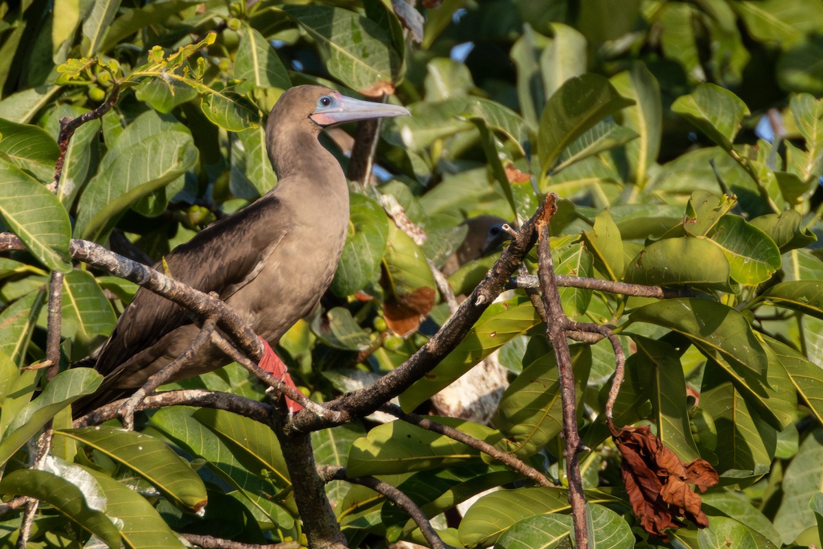 Red-footed Booby - ML615831505