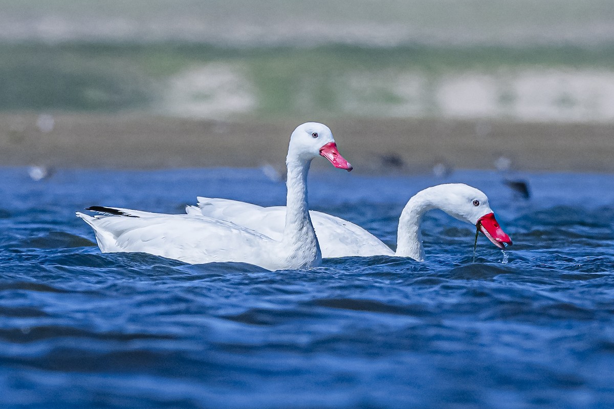 Coscoroba Swan - ML615831508