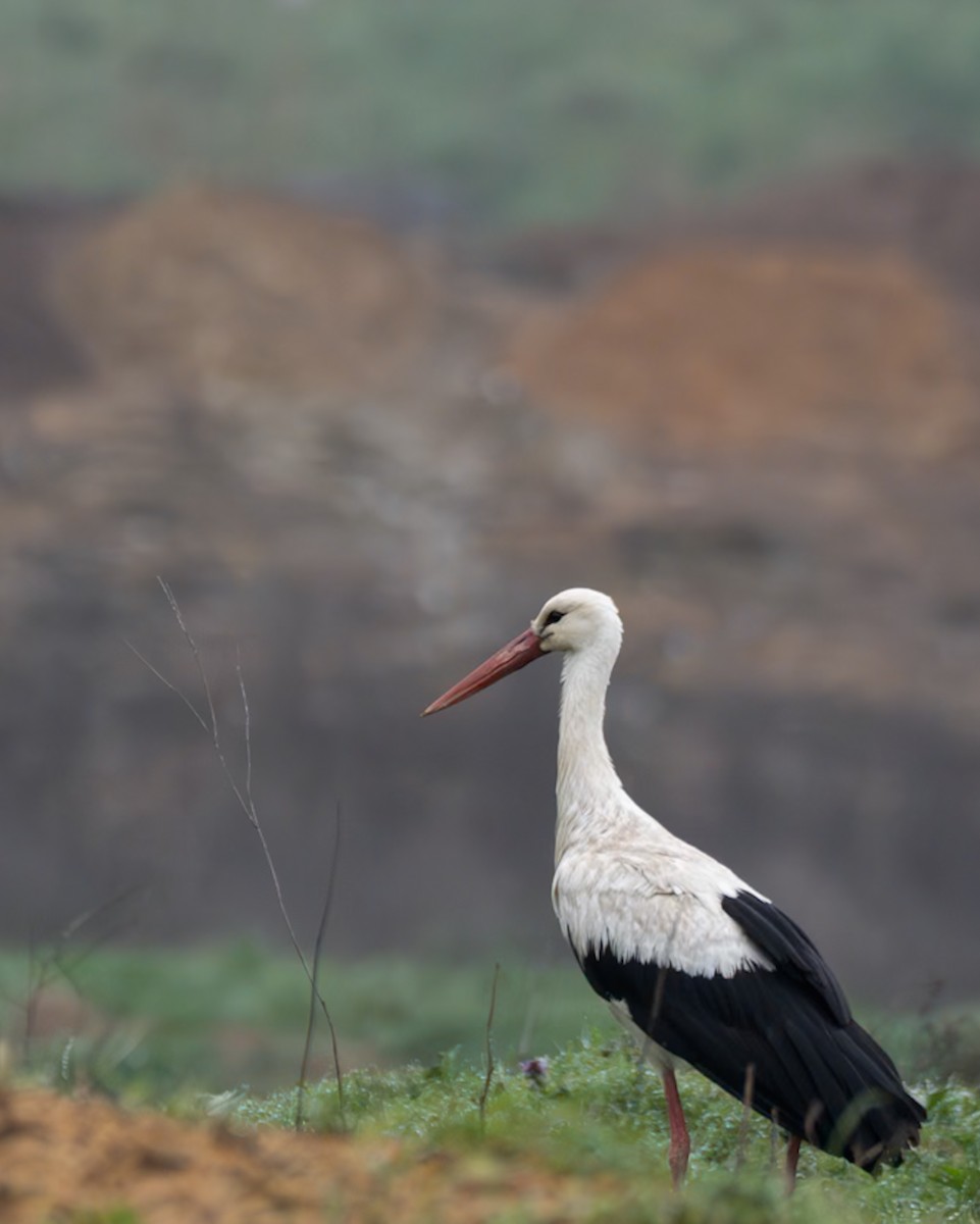 White Stork - ML615831560