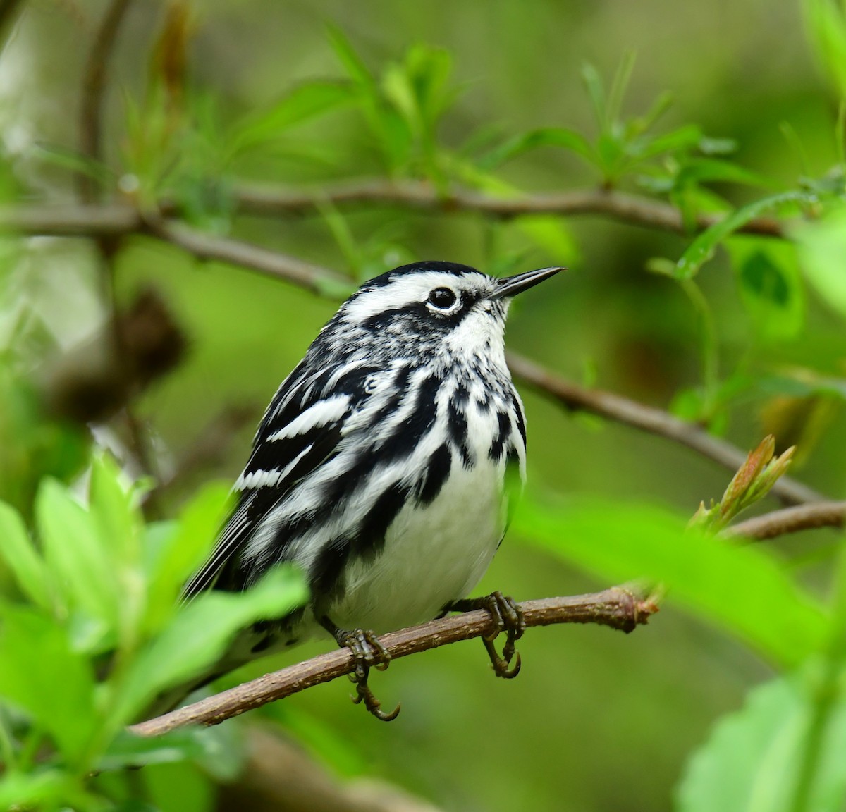 Black-and-white Warbler - ML615831580