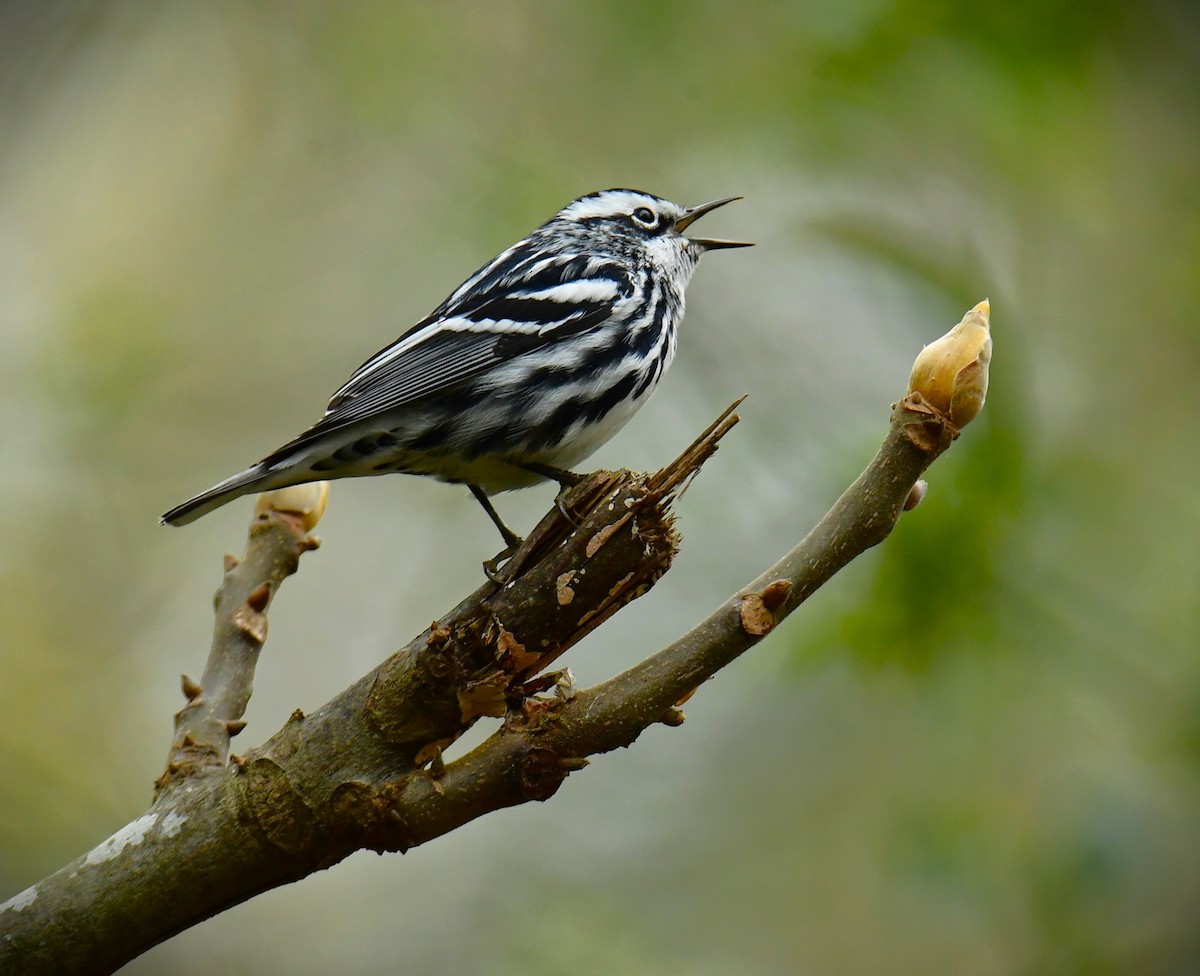 Black-and-white Warbler - ML615831581