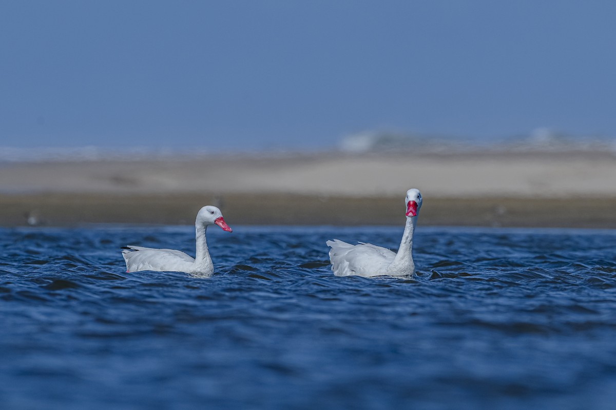 Coscoroba Swan - ML615831587