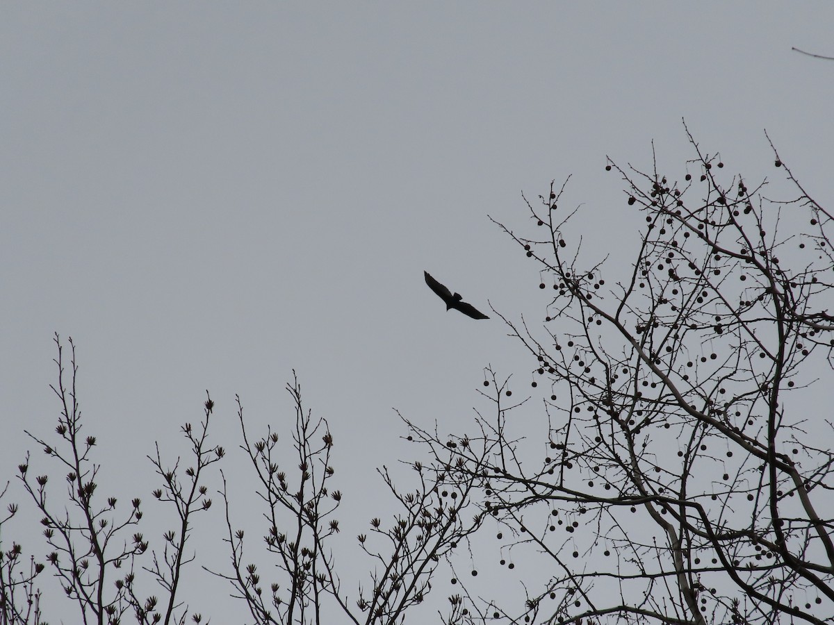 kondor krocanovitý - ML615831588