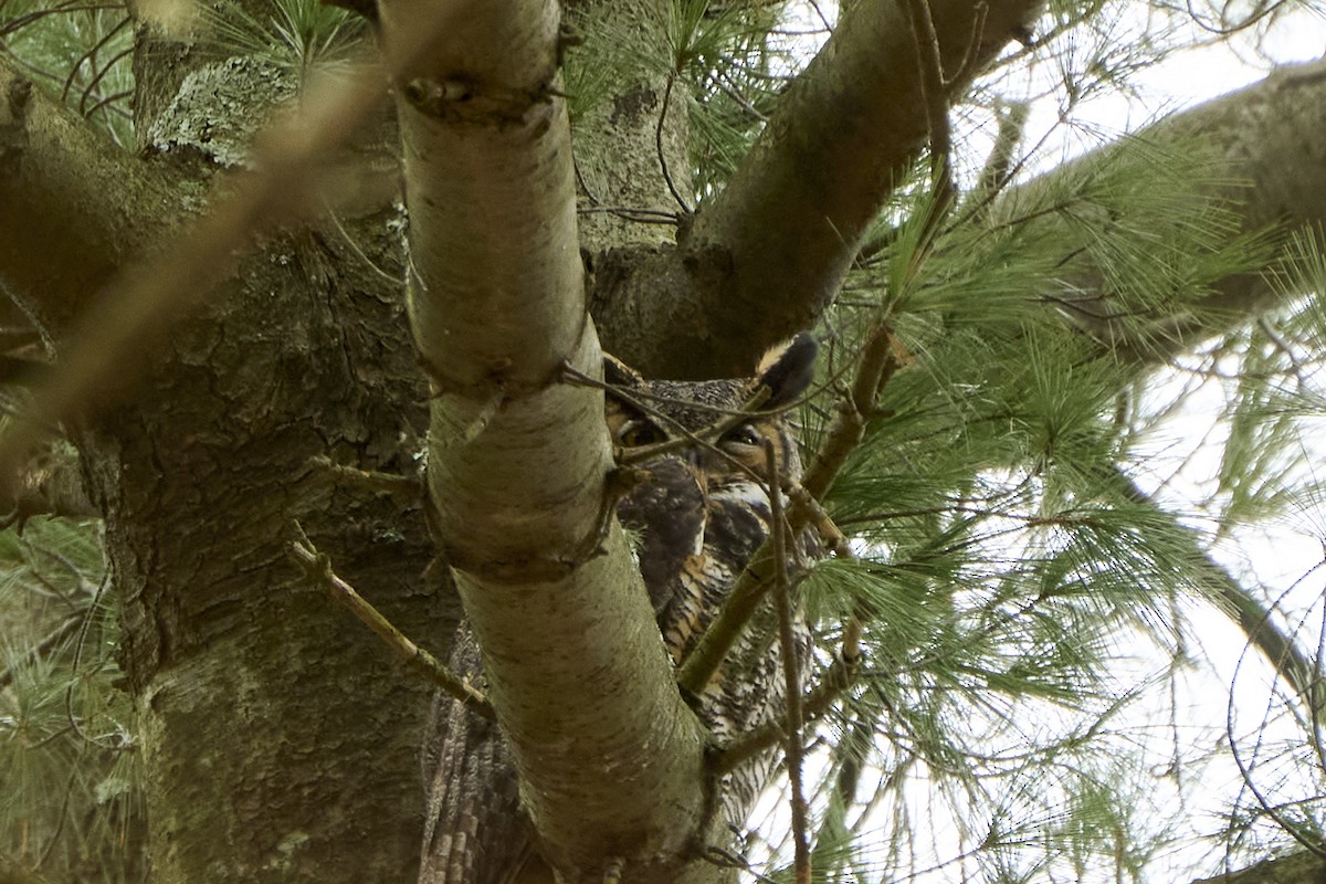 Great Horned Owl - ML615831590